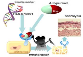 基因导向个别化用药